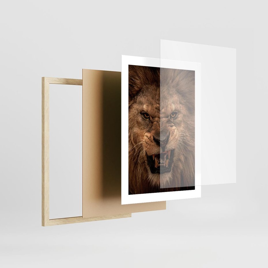 Plakat w ramie 30x40 - Władca Sawanny - lew, sawanna - rama drewno