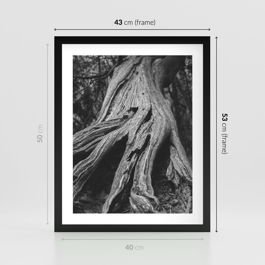 Plakat w ramie 40x50 - Siła Natury - czarno biała fotografia, korzenie wielkiego drzewa - rama czarna