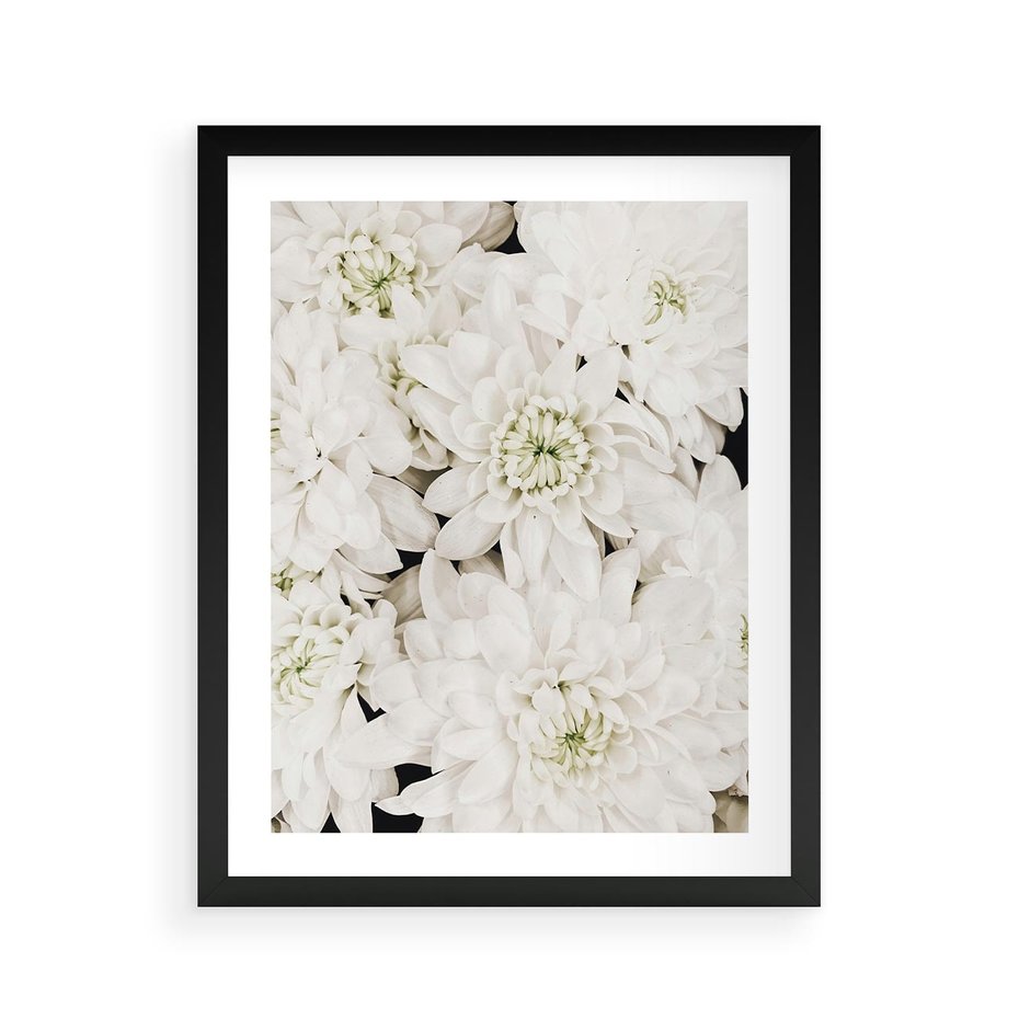 Plakat w ramie 40x50 - Białe Kwiaty: Płatki Delikatności - białe kwiaty, zbliżenie - rama czarna