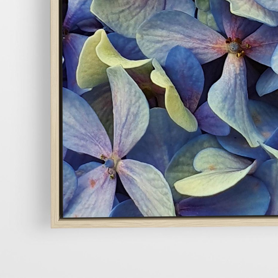 Obraz w ramie 50x50 - Hortensja - delikatność kwiatów - hortensja, kwiaty - rama drewno