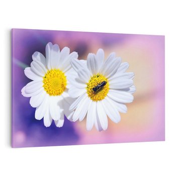 Obraz na płótnie 100x70 - Stokrotki wśród traw urok natury - stokrotki, kwiat