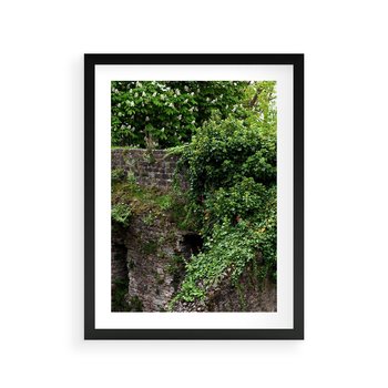 Plakat w ramie 30x40 - Żywiołowa Zieleń - mur, liście - rama czarna