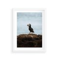 Plakat w ramie 30x40 - Portret Ptaka Morskiego - maskonur, ptak - rama biała