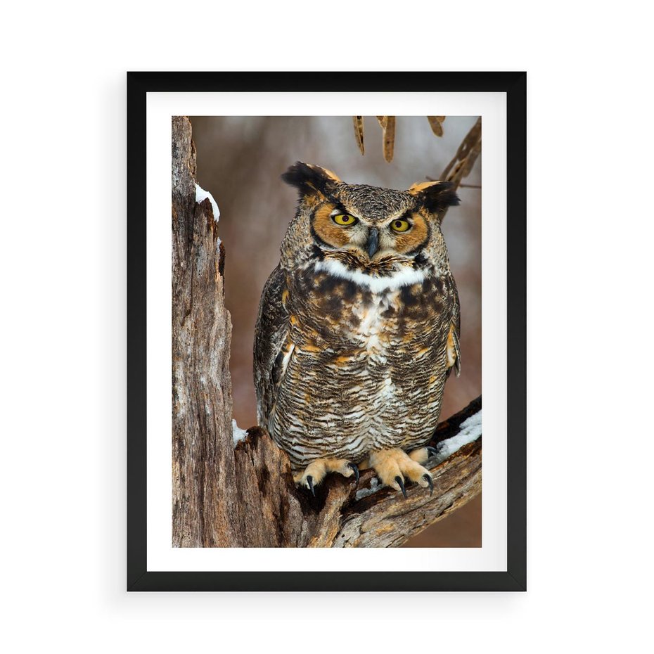 Plakat w ramie 50x70 - Tajemniczy Stróż - sowa, las - rama czarna
