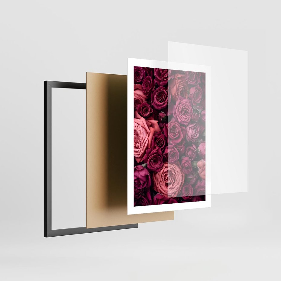 Plakat w ramie 50x70 - Róże - piękno kwiatów - róże, kwiaty - rama czarna