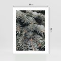 Plakat bez ramy 30x40 - Zima na Gałęziach - sosnowe gałęzie, igły