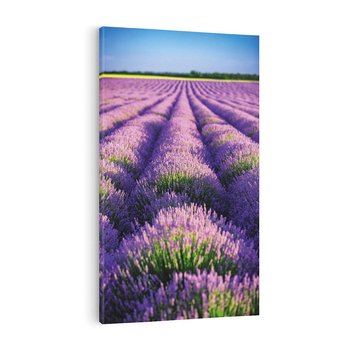 Obraz na płótnie 80x120 - Malownicze Pole Lawendy - lawenda, pole