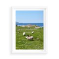 Plakat w ramie 50x70 - Górskie Owce - góry, owce - rama biała