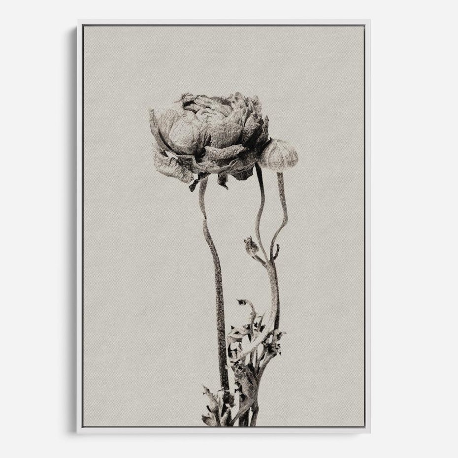 Obraz w ramie 50x70 - Cień Kwiatowej Delikatności - kwiat, cień - rama biała