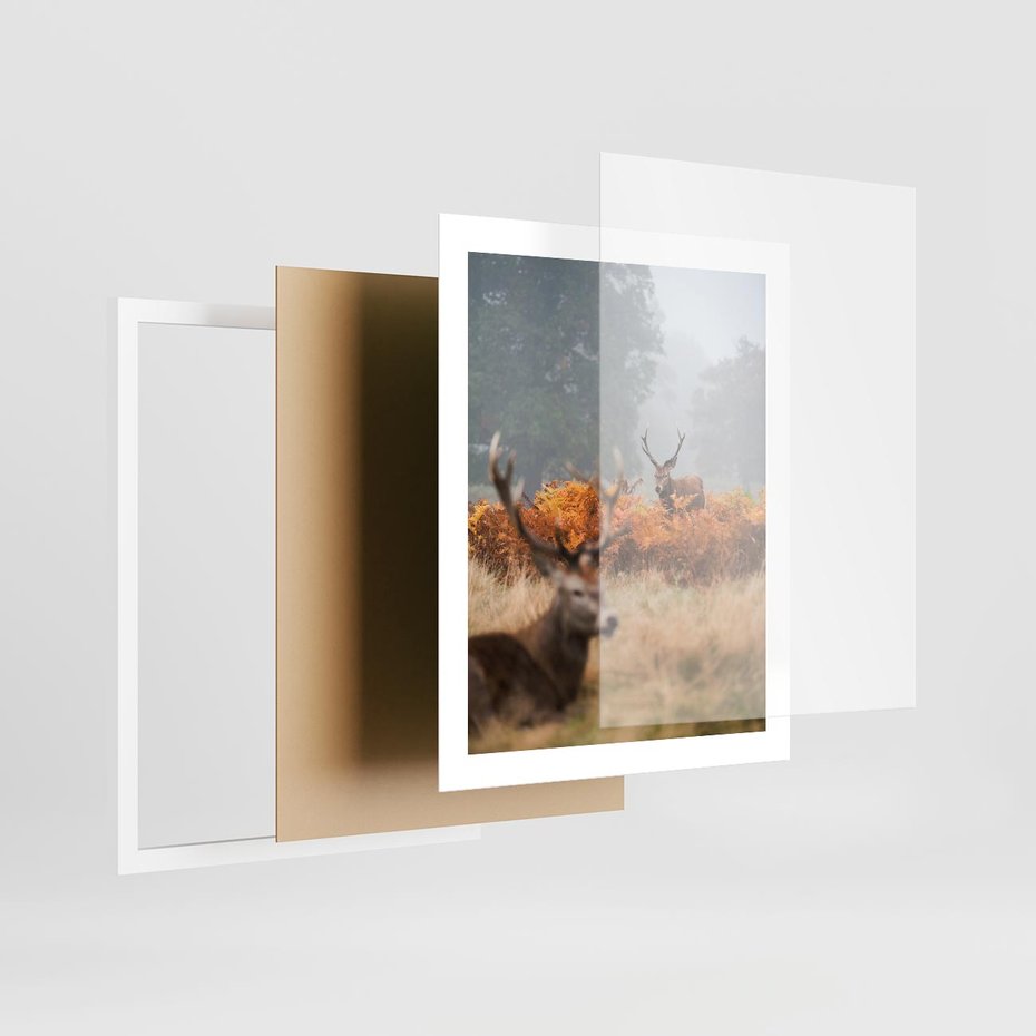Plakat w ramie 40x50 - Malownicza Harmonia - jelenie, jesień - rama biała