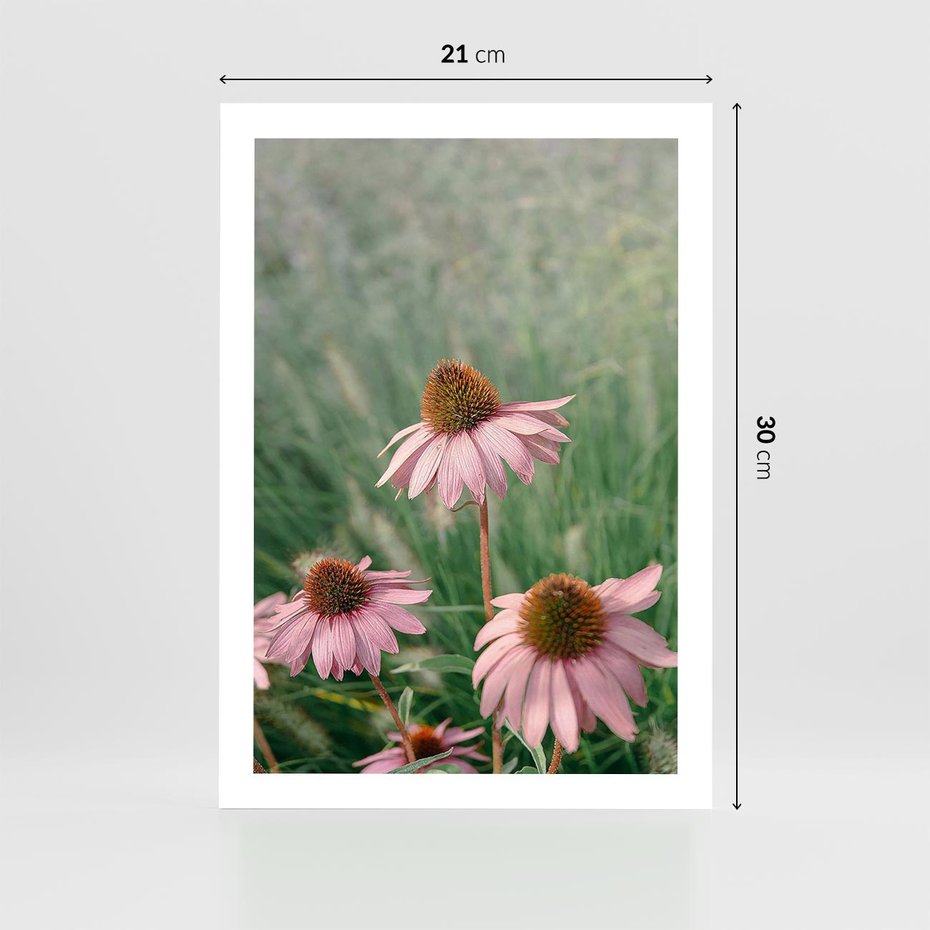 Plakat bez ramy 21x30 - Natura w Pełnym Blasku - kwiaty na łące, różowe kwiaty polne