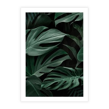 Plakat bez ramy 40x50 - Zielone Liście Monstery w Dżungli - zielone liście monstery, dżungla