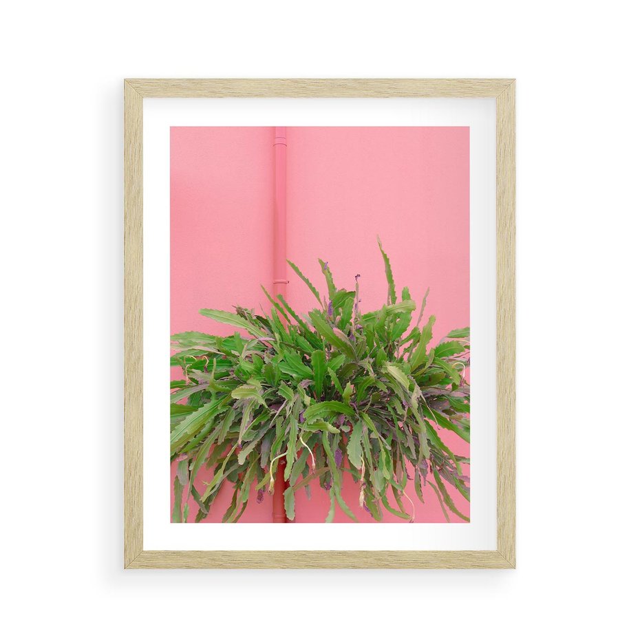 Plakat w ramie 40x50 - Fotografia Rośliny z Różowym Tłem - fotografia, zielona roślina na tle różwj ściany - rama drewno