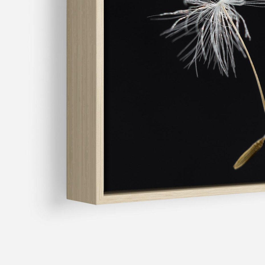 Obraz w ramie 50x50 - Delikatność Wiatru - dmuchawce, makro - rama drewno