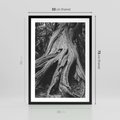 Plakat w ramie 50x70 - Siła Natury - czarno biała fotografia, korzenie wielkiego drzewa - rama czarna