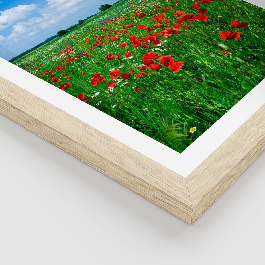 Plakat w ramie 30x40 - Kolorowa łąka pełna maku - łąka, maki - rama drewno