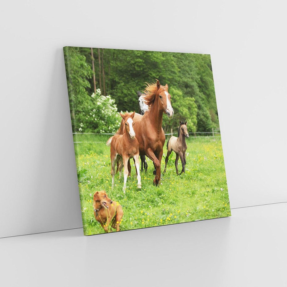 Obraz na płótnie 40x40 - Galopujące konie - konie, galop