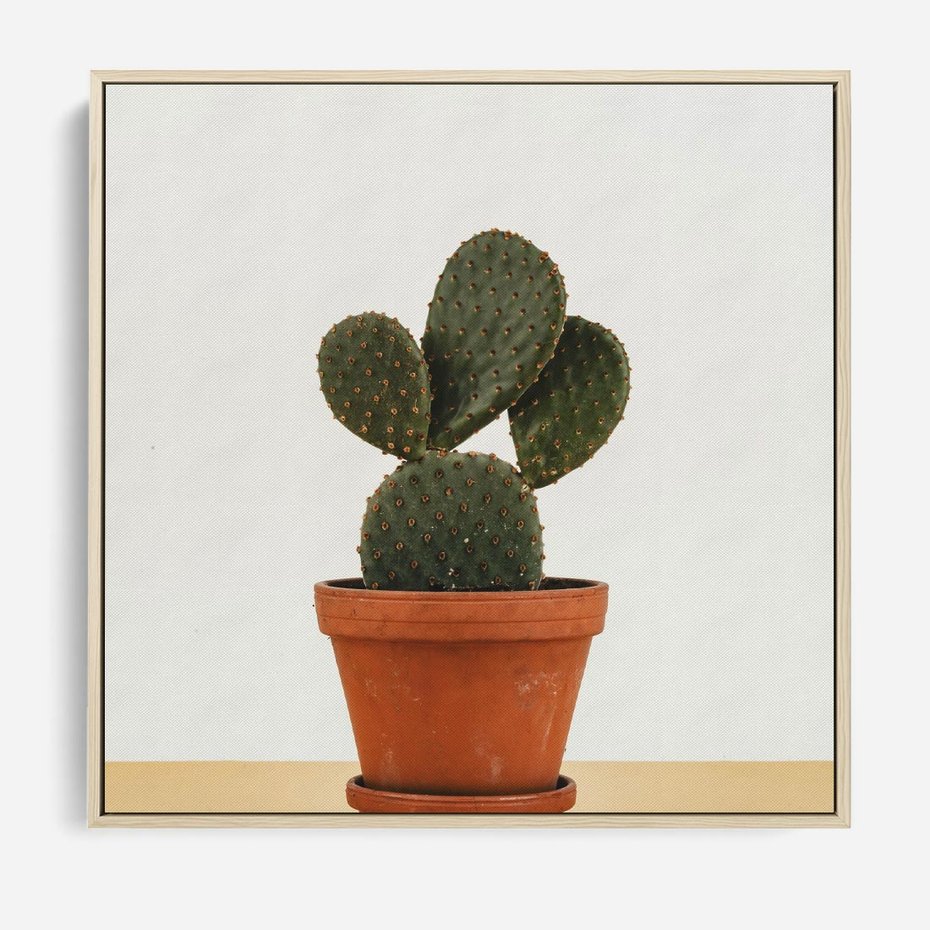 Obraz w ramie 50x50 - Kwiatowy taniec kaktusa - kaktus, kwiat - rama drewno