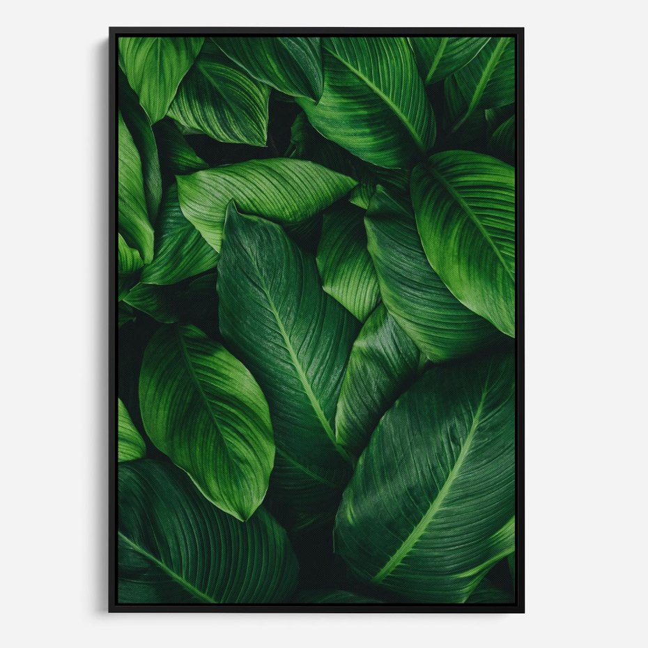 Obraz w ramie 70x100 - Palma Liście Kwiat - palma, liście - rama czarna