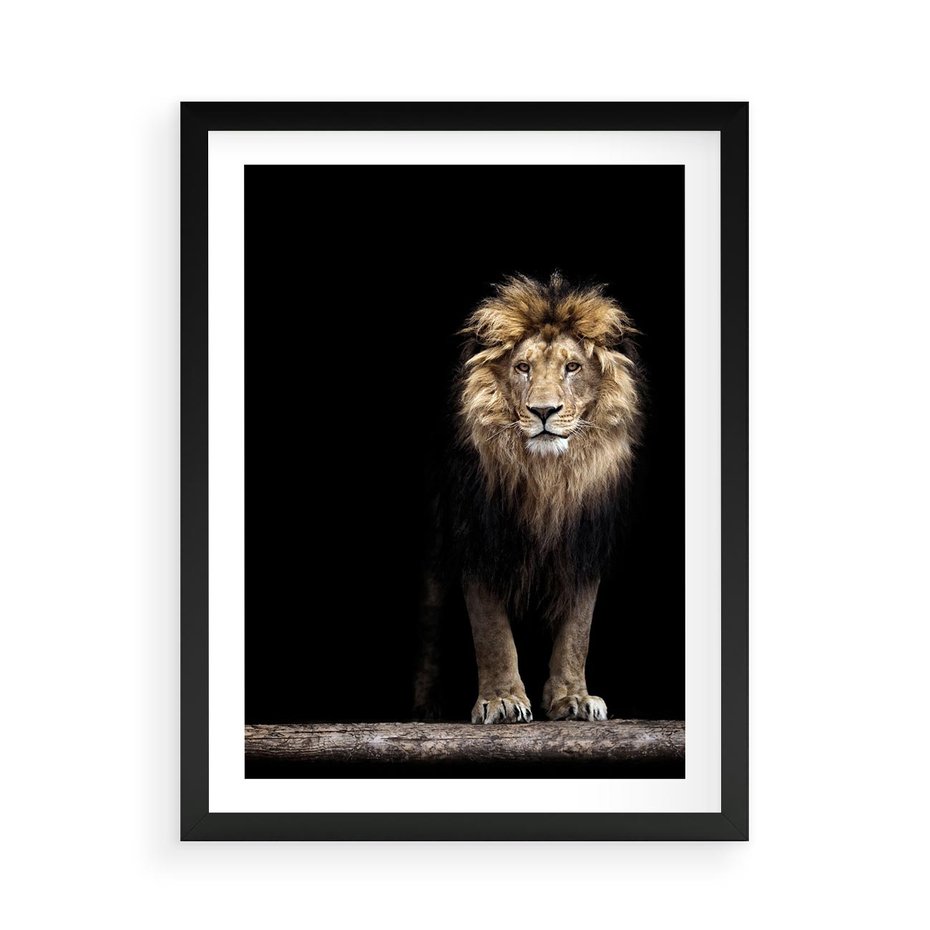 Plakat w ramie 50x70 - Lew: dzikie piękno natury - lew, dzikie - rama czarna