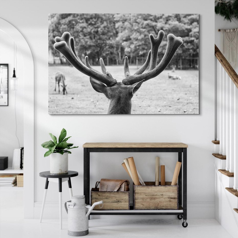 Obraz na płótnie 70x50 - Przygubione motyle marzeń - fotografia czarno biała, młody jeleń w zagrodzie