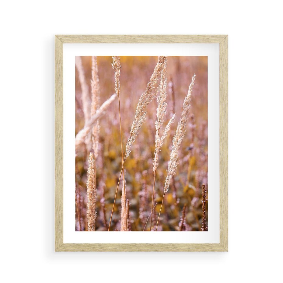 Plakat w ramie 40x50 - Sucha Trawa w Sierpniu - trawy, łąka - rama drewno