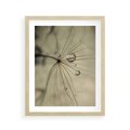 Plakat w ramie 40x50 - Delikatność dmuchawców - dmuchawce, krople - rama drewno