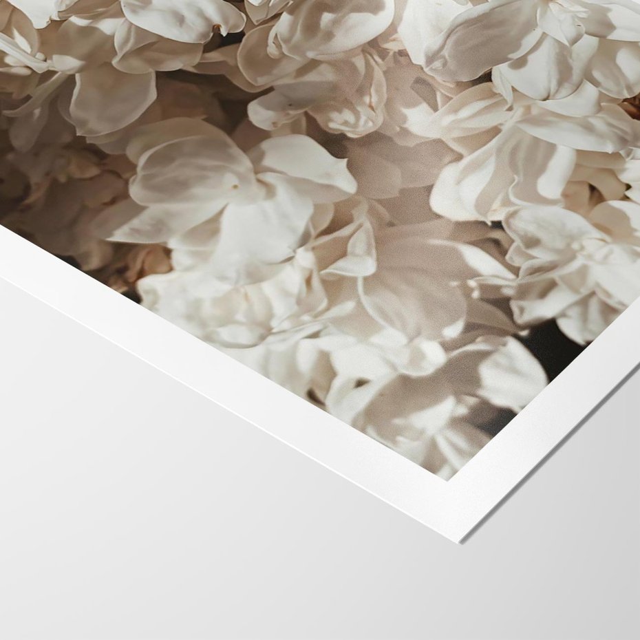Plakat bez ramy 40x50 - Płatki w Detalu - białe kwiaty, zbliżenie