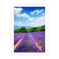Plakat bez ramy 21x30 - Prowansalska Lawenda - lawenda, prowansja