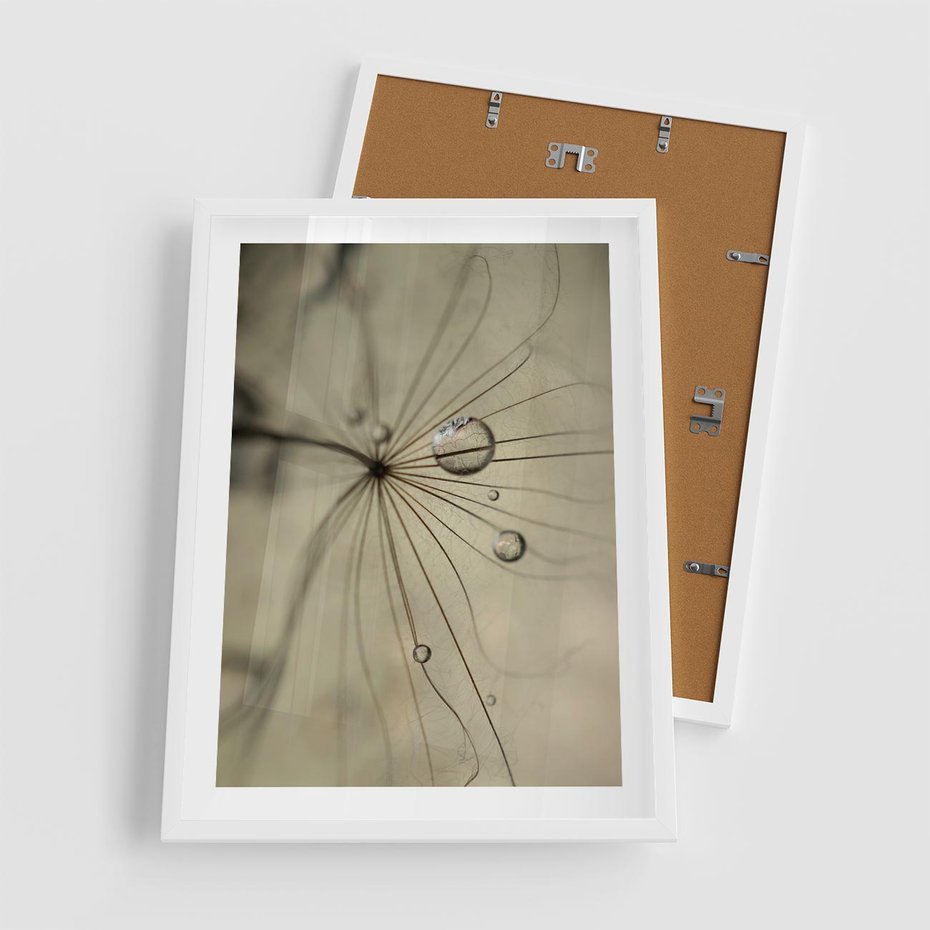 Plakat w ramie 50x70 - Delikatność dmuchawców - dmuchawce, krople - rama biała