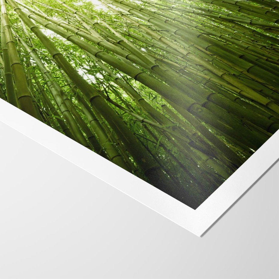 Plakat bez ramy 30x40 - Siła Natury - drzewa, las