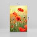 Obraz na płótnie 70x100 - Makowa Pasja - maki, kwiaty