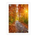 Plakat bez ramy 21x30 - Kolorowe drzewa na ścieżce jesieni - las, jesień