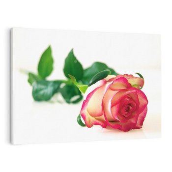 Obraz na płótnie 70x50 - Romantyczna Róża - róża, kwiat