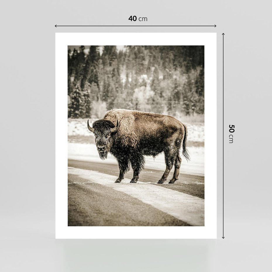 Plakat bez ramy 40x50 - Spotkanie z Żubrem na Leśnej Drodze - żubr, las