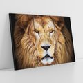 Obraz na płótnie 120x80 - Król zwierząt w majestatycznym stylu - lew, król