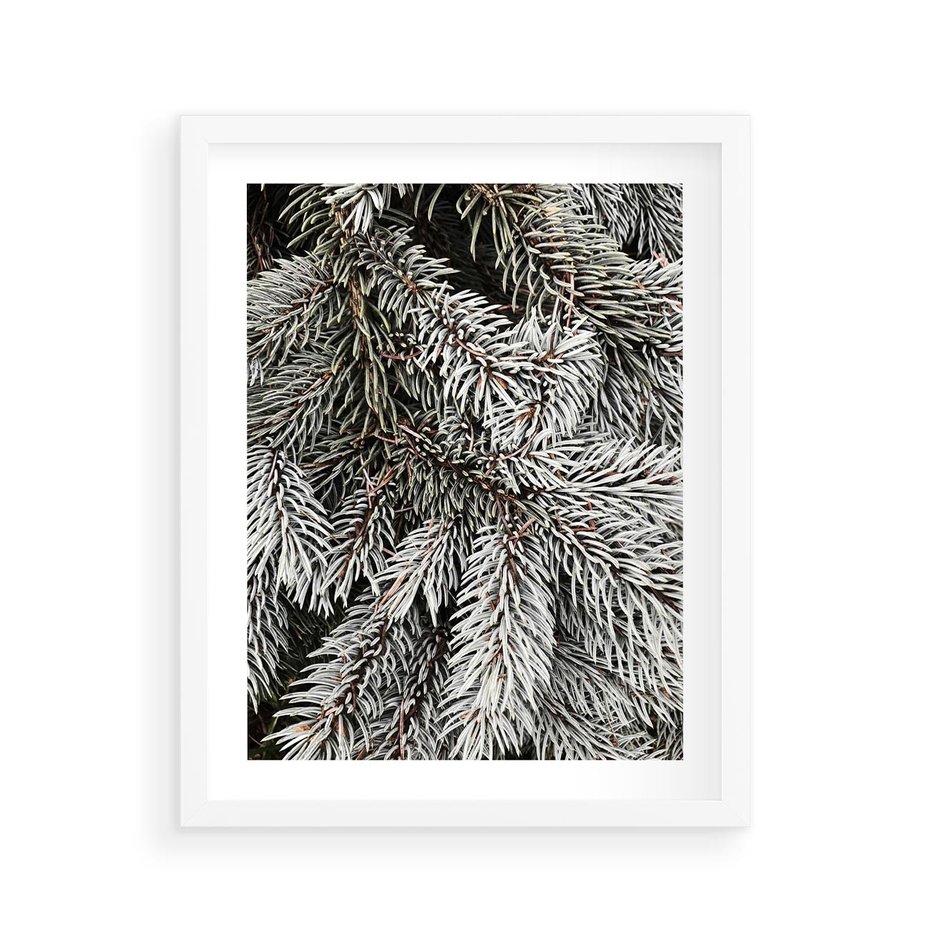 Plakat w ramie 40x50 - Cisza Zimowej Natury - zima, iglaste gałązki - rama biała