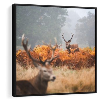 Obraz w ramie 50x50 - Malownicza Harmonia - jelenie, jesień - rama czarna