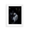 Plakat w ramie 30x40 - Wilk i husky: siła przyjaźni - wilk, husky - rama biała