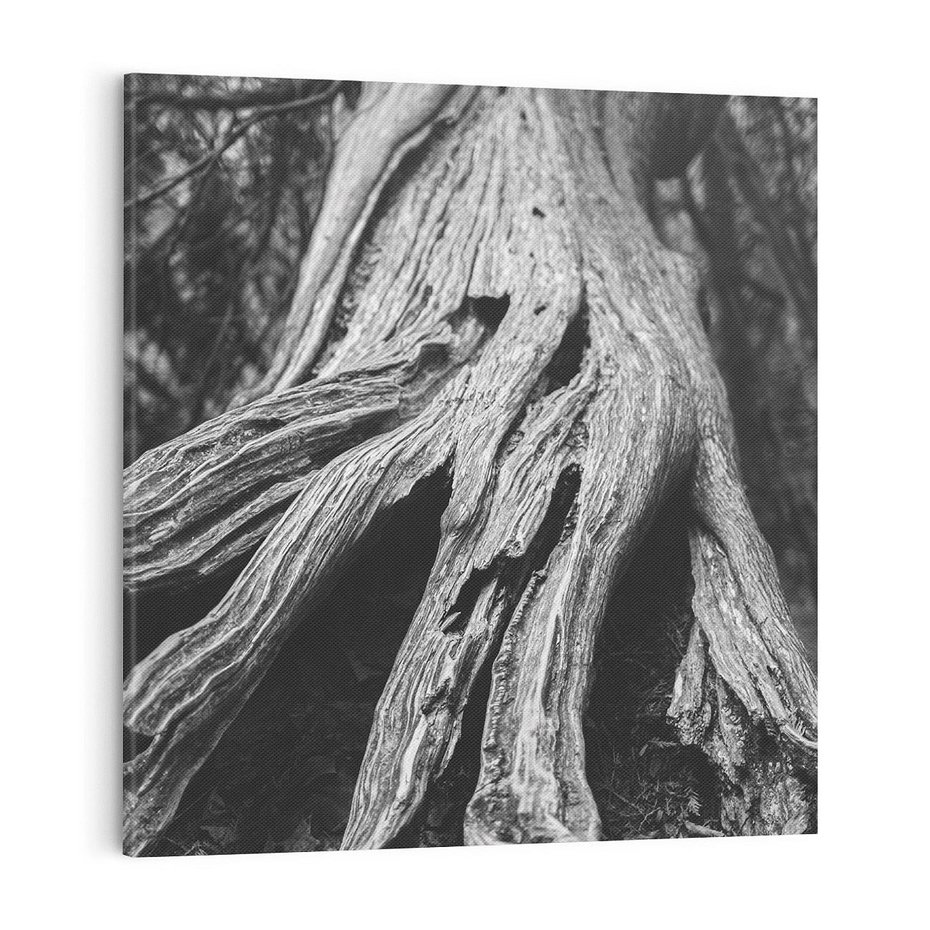 Obraz na płótnie 70x70 - Siła Natury - czarno biała fotografia, korzenie wielkiego drzewa