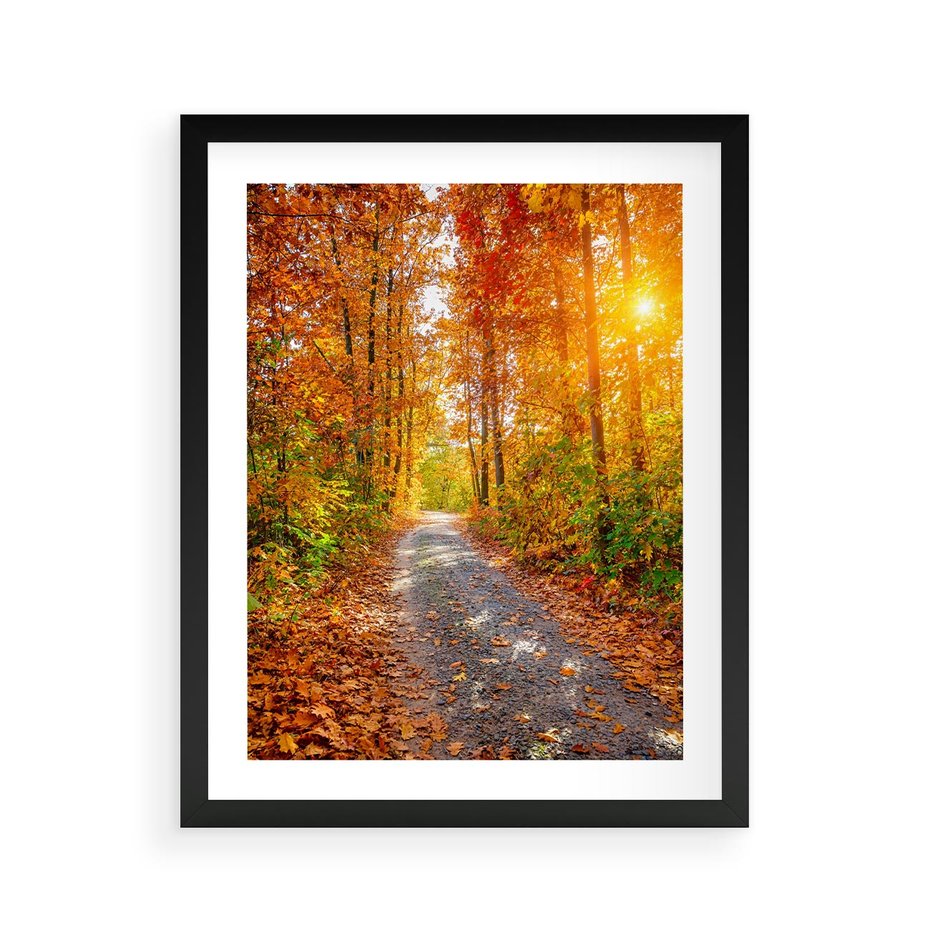 Plakat w ramie 40x50 - Kolorowe drzewa na ścieżce jesieni - las, jesień - rama czarna