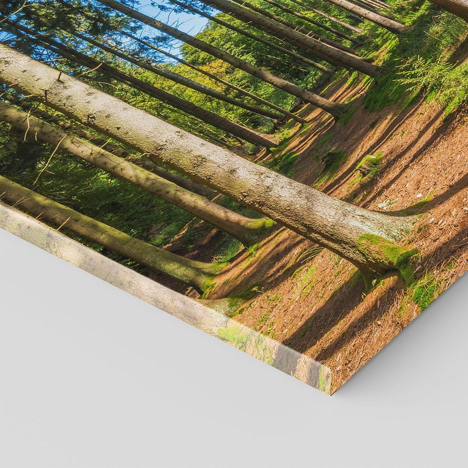 Obraz na płótnie 120x80 - Mistyfikacje lasu - las, drzewa