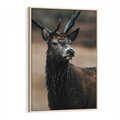 Obraz w ramie 50x70 - Spokojny jeleń - jeleń, las - rama drewno