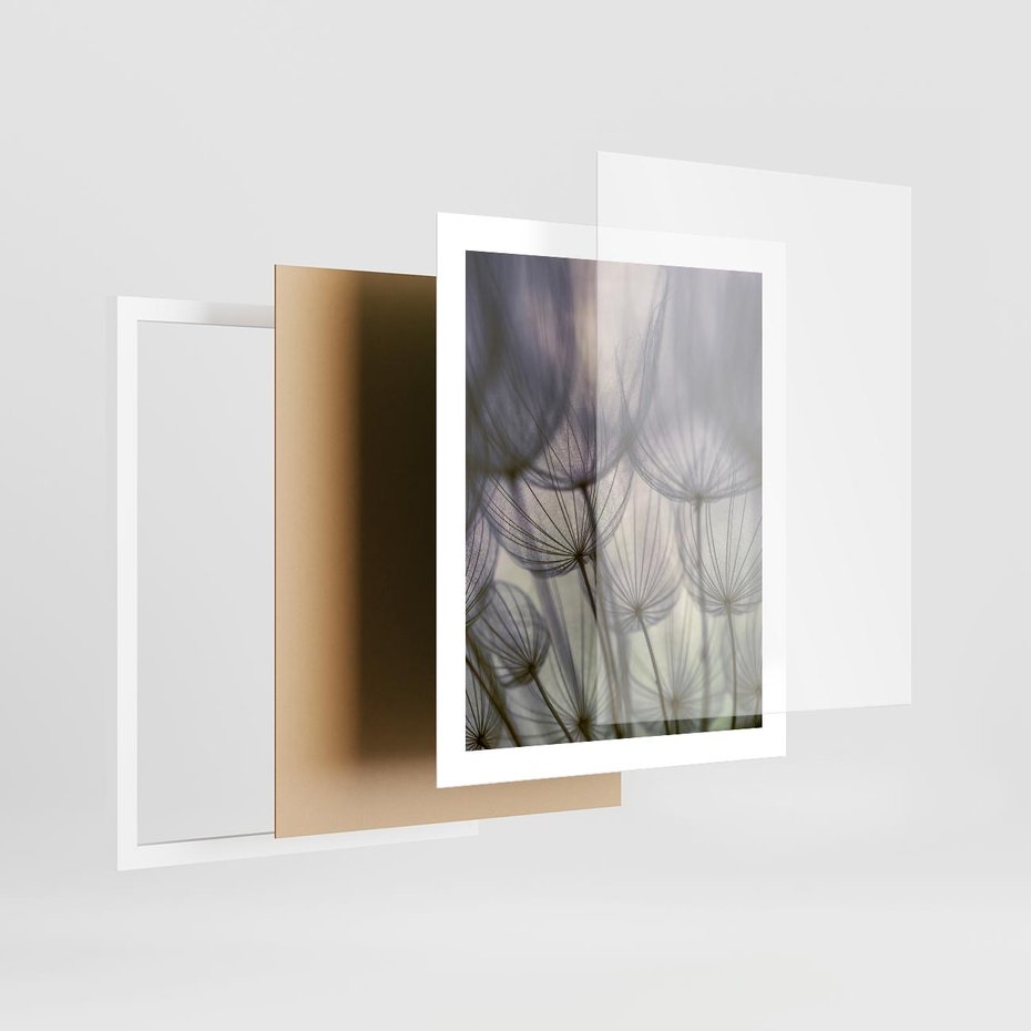 Plakat w ramie 40x50 - Makro dmuchawiec - piękno drobnych detali - dmuchawce, makro - rama biała