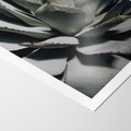 Plakat bez ramy 21x30 - Sukulenty wśród kaktusów - sukulenty, kaktusy