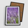 Plakat w ramie 50x70 - Urok lawendy - lawenda, kwiaty - rama czarna