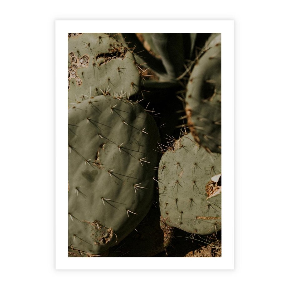 Plakat bez ramy 40x50 - Urok Egzotyki - kaktusy, boho