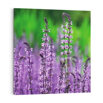 Obraz na płótnie 60x60 - Lawendowy urok - lawenda, kwiaty