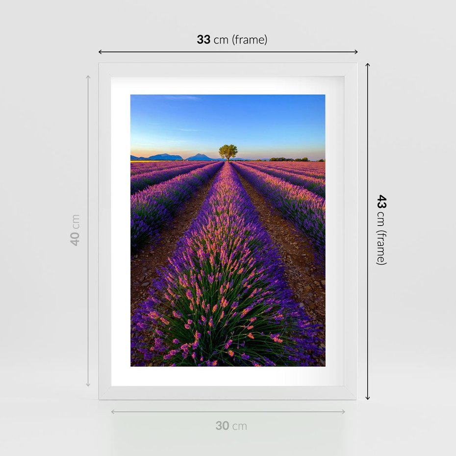 Plakat w ramie 30x40 - Fioletowa Magia - pole, lawendy - rama biała