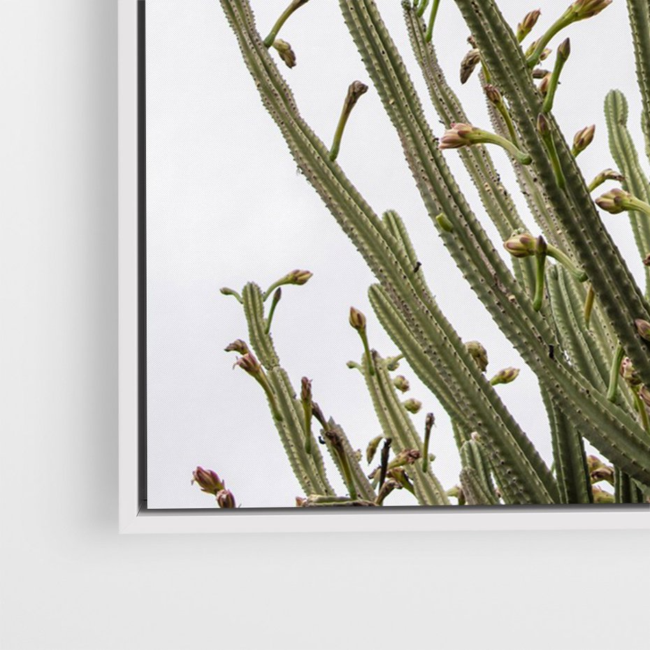 Obraz w ramie 50x70 - Ekskluzywna Roślinność - kaktusy, liście - rama biała